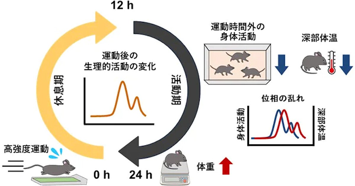 筑波大など、一度の激しい運動が逆に体重増加につながることを確認 (TECH+)