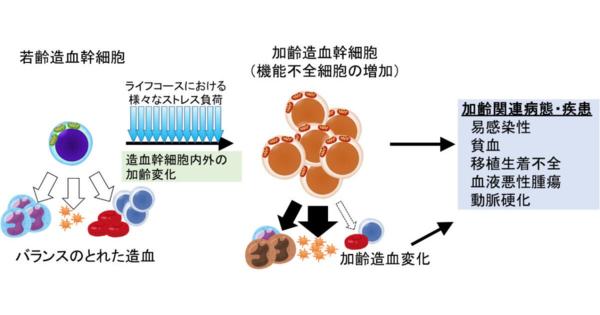 東北大などが老化と共に増加する幹細胞の仕組みを解明、ミトコンドリアが鍵