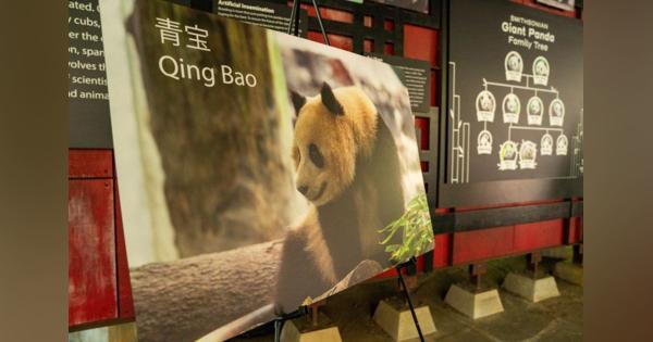 中国、米にパンダ2頭貸与へ　昨年返還のスミソニアン動物園に