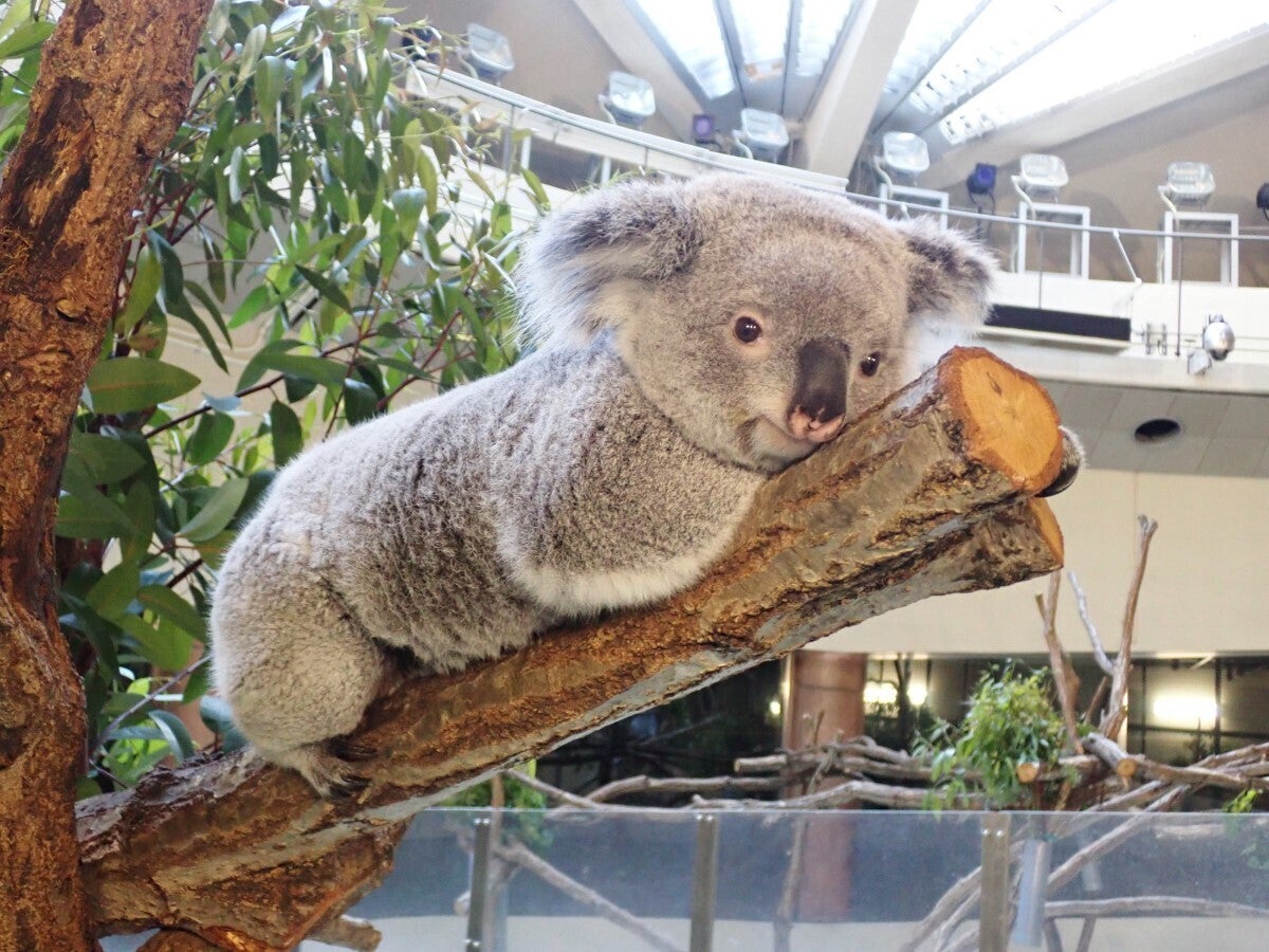 かわいすぎ】コアラがまさかの「おててないない」ポーズ! 多摩動物公園