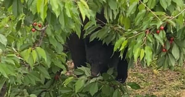 いまの時期は「繁殖期」　クマが活発に動き回るので警戒を　山形県内で市街地の目撃増加