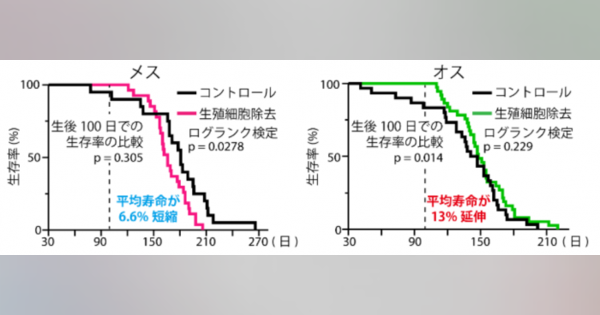 生殖細胞が脊椎動物の寿命・老化を制御　阪大らが解明