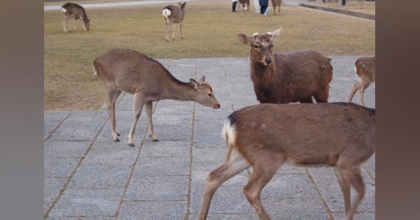 奈良公園にいる鹿を蹴る中国人観光客　海外メディアが問題視