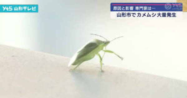 山形でカメムシが大量発生 原因や今後の影響 (YTS山形テレビ)
