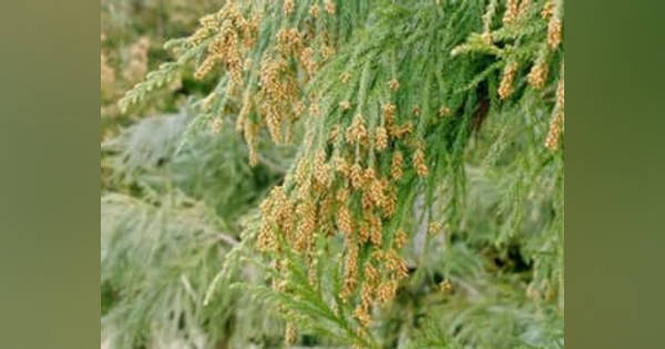 杉の花粉 ② 東京でスギ花粉の飛散確認 1985年以降で最も早く (共同通信)