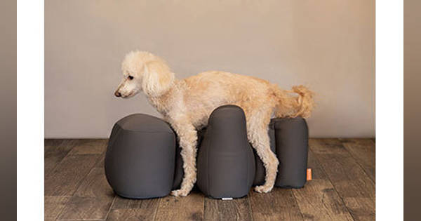 シニア犬の姿勢をサポートする「リラクッション」にトイプードルサイズ