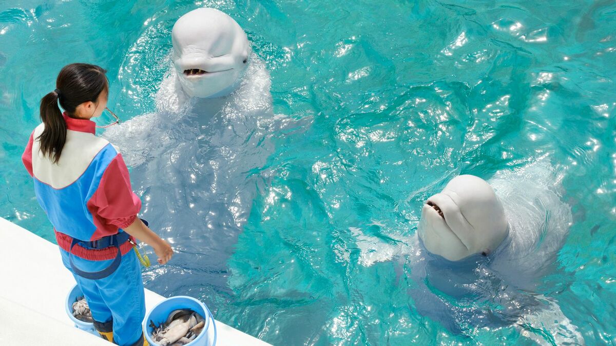 キティ　クラゲ　ラッコ　ペンギン　ストラップ　根付　水族館限定 水族館限定 ハローキティ ラッコ ペンギン ペアストラップご当地