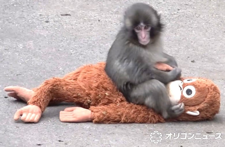 えぐいて」子ザルのパンチくん、市川市動植物園が寄付総額を公表
