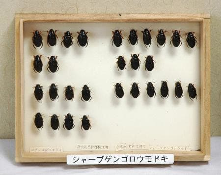 希少水生昆虫を販売容疑で男逮捕 静岡の自称標本商 警視庁
