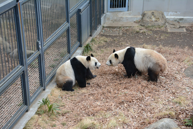 上野動物園 パンダの交尾確認 ４年ぶり