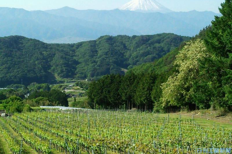 日本ワイン需要拡大に間に合うか？ブドウ畑がどんどん広がっている
