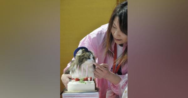会津鉄道：猫駅長「らぶ」３歳の誕生日祝う