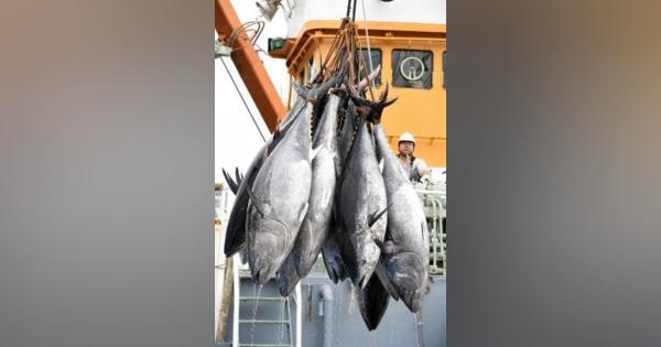 クロマグロ、法規制対象に追加　年間漁獲量に上限