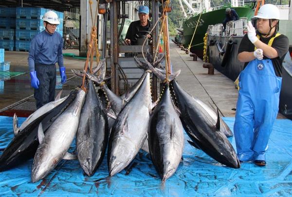 日本、北太平洋海域のクロマグロ規制強化へ　資源の状況で自動的に漁獲制限する仕組みを提案