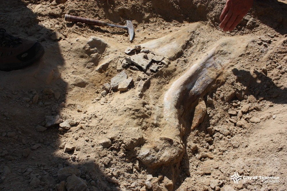 工事現場でトリケラトプスの化石見つかる、米コロラド州