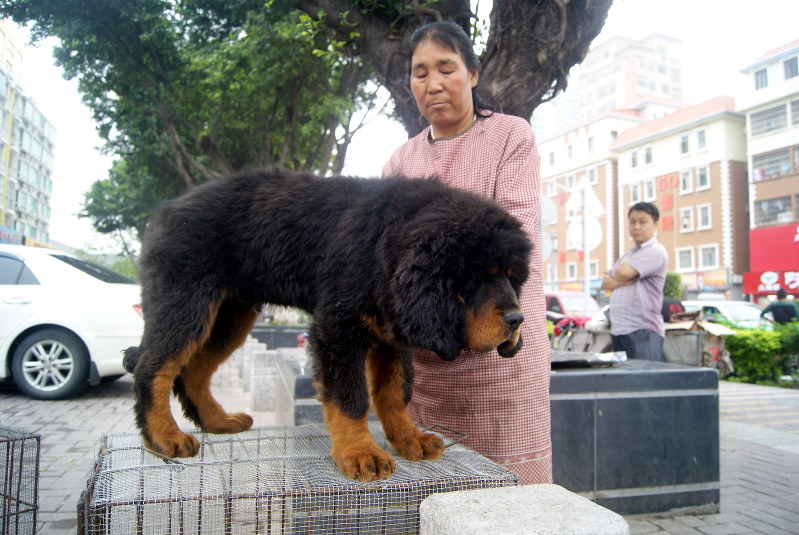 中国：チベット犬バブル崩壊で野犬被害続出