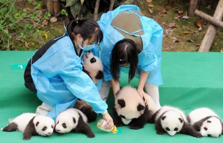 中国 赤ちゃんパンダお披露目 国慶節を前に祝賀ムード演出