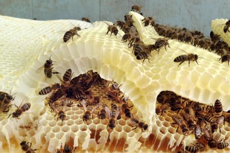 蜂蜜75％にネオニコ系農薬　ミツバチ大量死に関連か