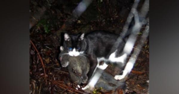環境省、奄美大島の希少動物を襲う野良猫の駆除を検討