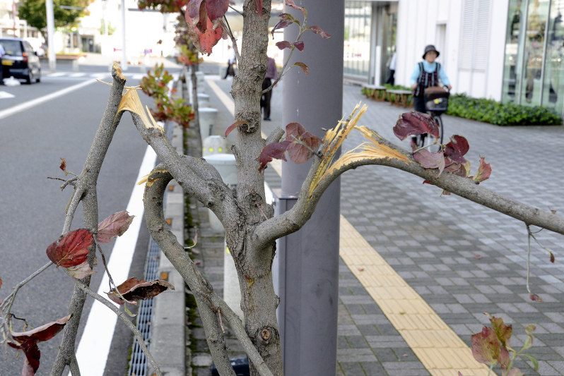 街路樹：１５本、枝折られる　福井駅近く　福井市が被害届