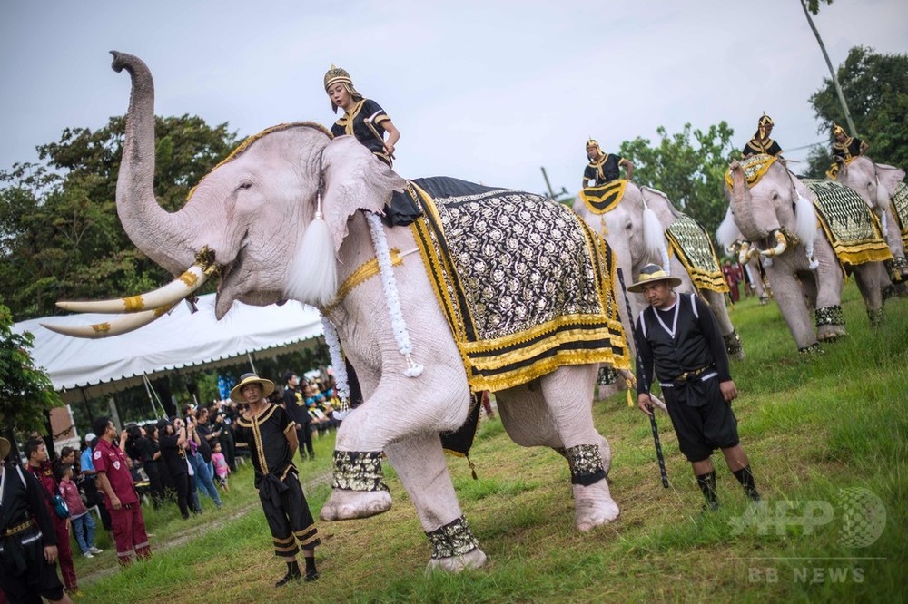 前国王の死去から1年、式典で白ゾウが追悼パレード タイ
