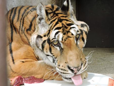 国内最高齢のトラ死ぬ　24歳、岡山・池田動物園