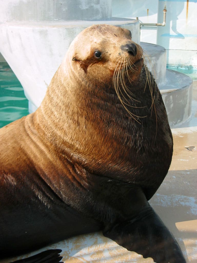 国内最高齢のトド死ぬ 愛知の水族館