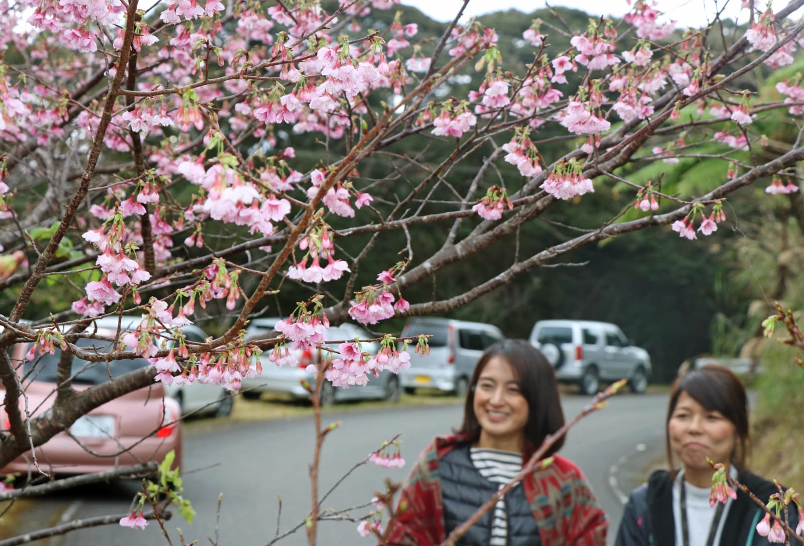 奄美でヒカンザクラ開花 ピンクの花ほころぶ