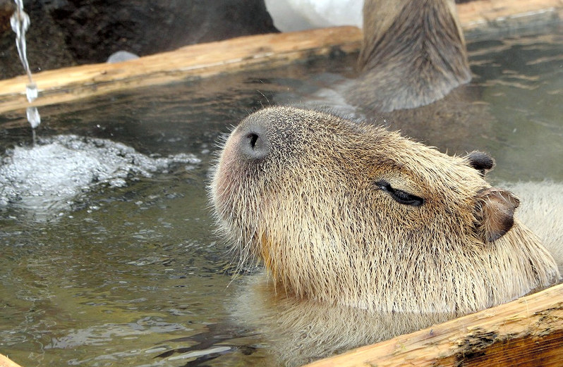 動物 カピバラが長風呂対決