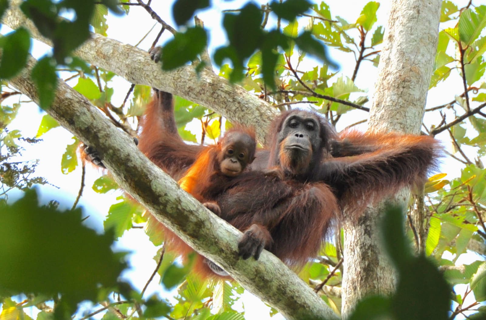 オランウータン 16年で半減 ボルネオ島 密猟の影響大