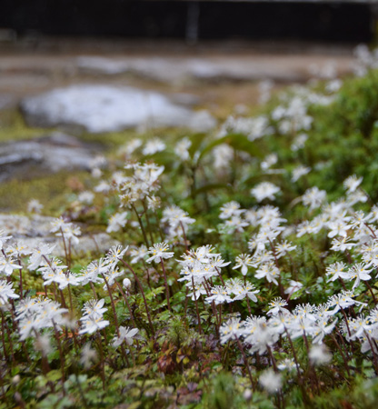 75 春の 山 野草 白い 花 すべての美しい花の画像