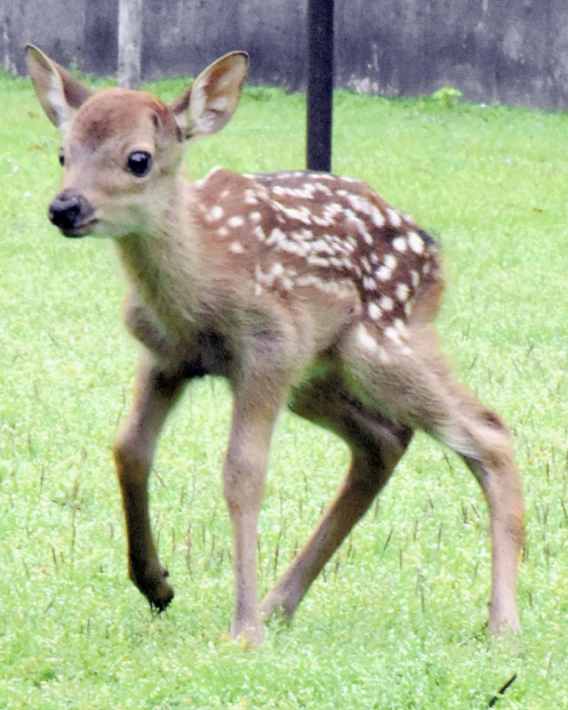 シカ 今年のバンビ１号です 奈良公園で誕生