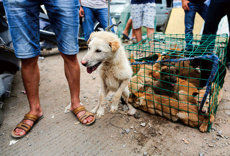 世界が激怒する中国「犬肉祭り」の残酷さ