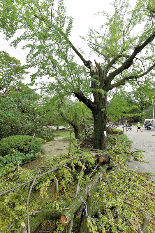 イメージカタログ トップ 100 東京 イチョウ 標本木