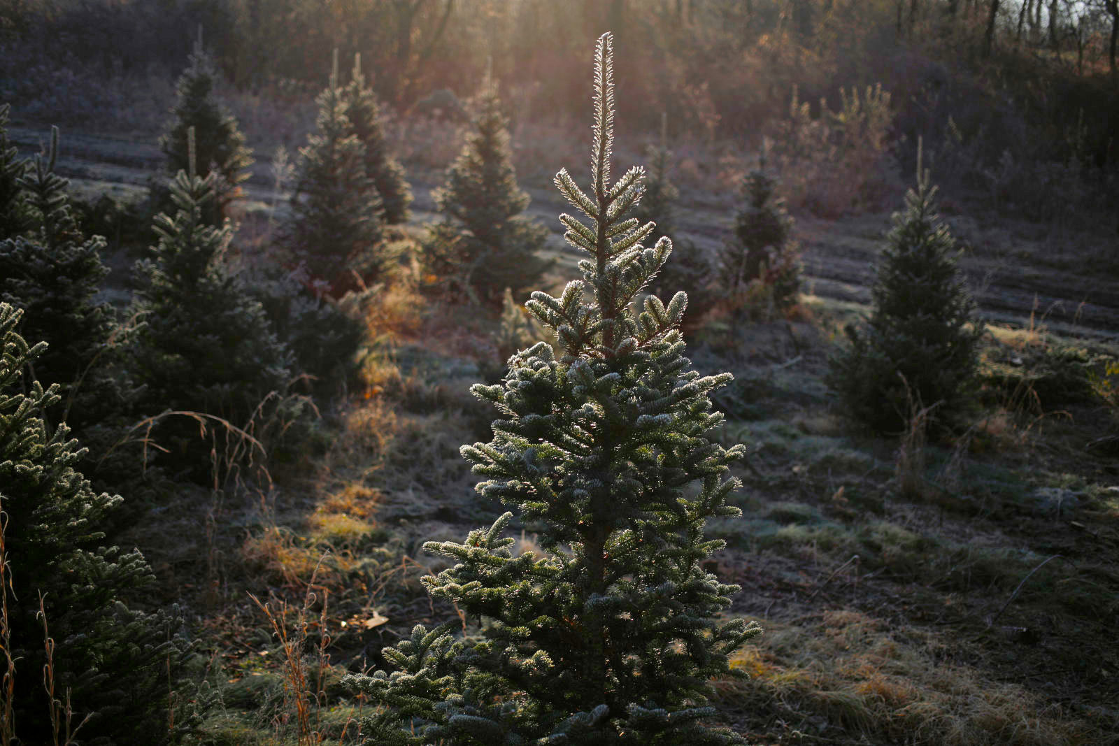 米amazon クリスマスツリー用に本物 フルサイズのもみの木を販売へ プライム会員は送料無料