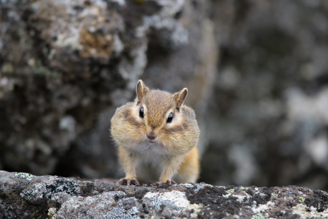 極上の癒しをどうぞ なまらめんこい 北の大地のほっこり動物たち