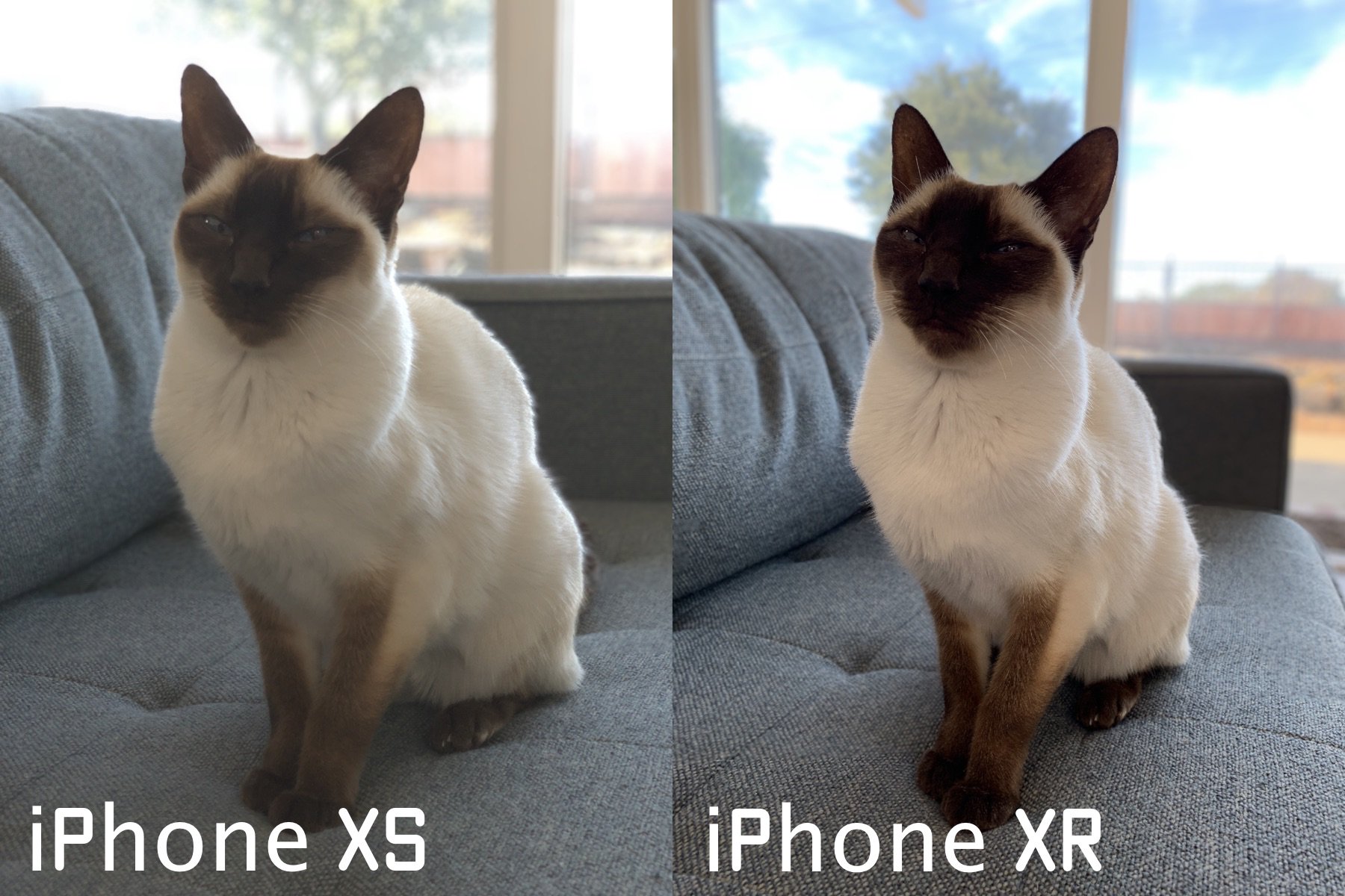 Iphone Xrの弱点解消 ペットやモノの背景ぼかし アプリ開発者が独自ポートレートモードを予告