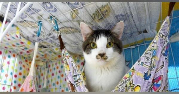保護ネコの収容「限界超え」　熊本市動物愛護センター、１６日に緊急譲渡会も