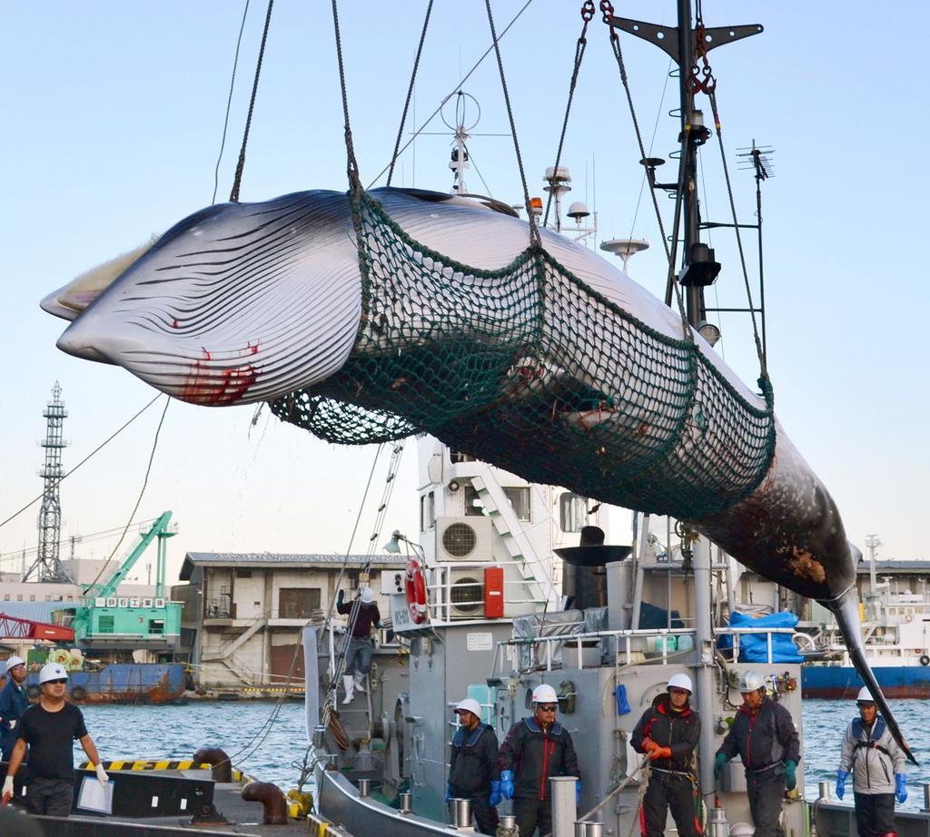 外務省、捕鯨めぐり日本批判の米紙社説に反論掲載