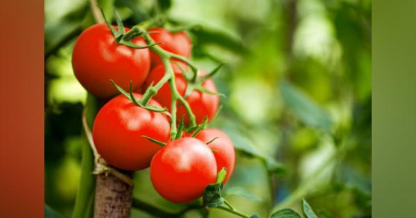 宇宙空間で「トマト栽培」にチャレンジする人工衛星の試み