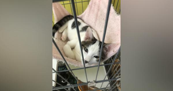 猫保護シェルター新設で寄付募る　名古屋の動物愛護団体