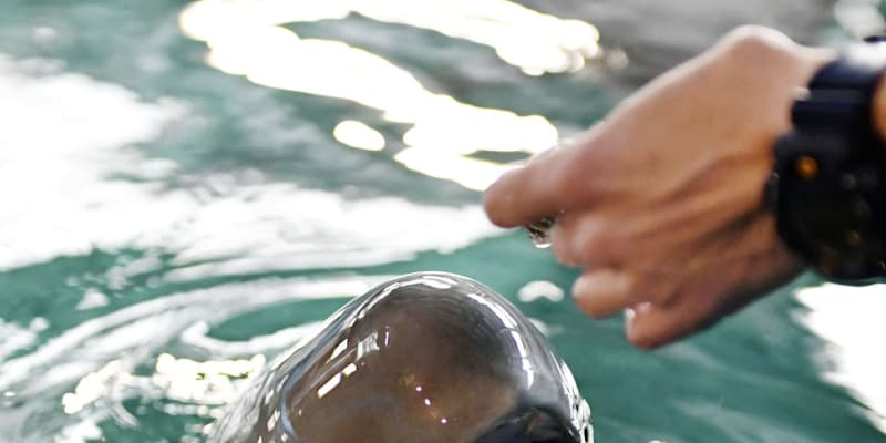 スナメリ赤ちゃんお披露目、広島　宮島水族館