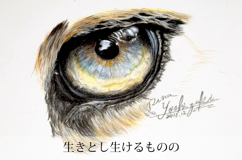 犬の殺処分ゼロへ曲発売 ｍｖも