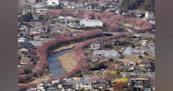 河津桜、春色ほんのり