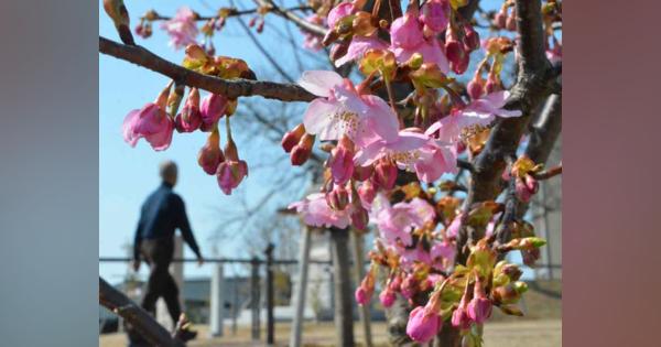 春の陽気、河津桜一気に開く　大津で最高気温13・6度
