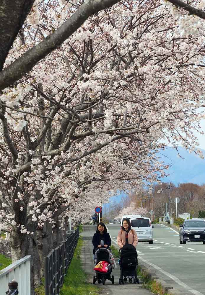 「平成生まれ」桜満開　ふるさと創生交付金で植樹