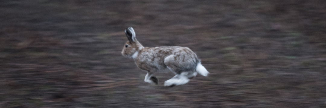 初登場、エゾユキウサギの疾走！　日本に棲む哺乳類では最速です（佐藤 圭）