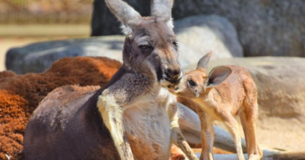 こどもの日 動物の赤ちゃん大集合 全国の動物園が自慢の赤ちゃんをアップ