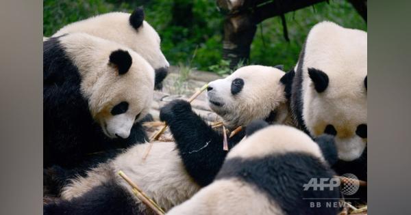 野生パンダを顔認証で識別するアプリ、中国で開発