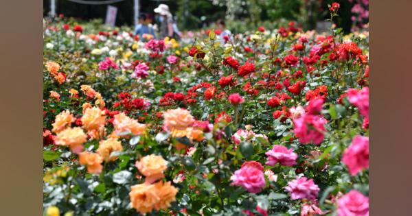赤やピンクとバラ、カラフルに　名古屋・鶴舞公園